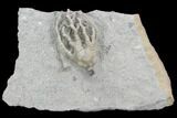 Crinoid (Barycrinus) Fossil - Crawfordsville, Indiana #122957-1